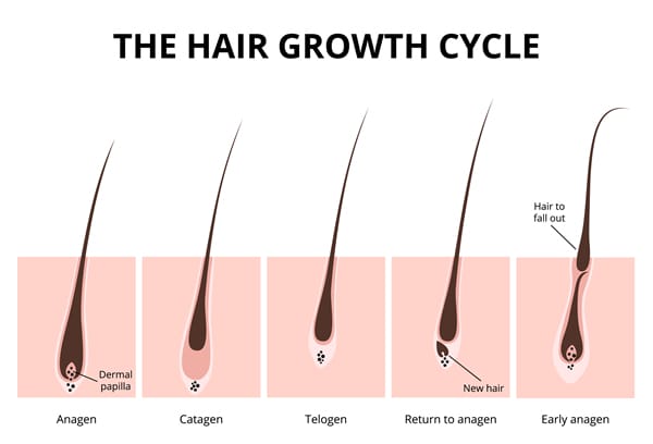 hairgrowthcycle